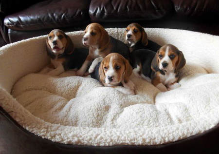 Beagle breeder UK