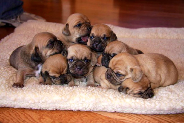 Puggle puppies for sale in UK