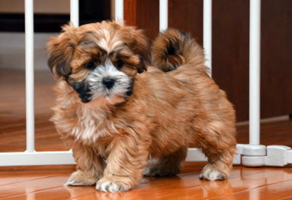 Shorkie pup for sale in UK