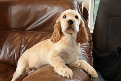 Cocker puppies
