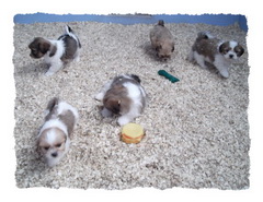 Cheshire puppy breeder