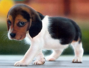Fantastic Beagle Pups